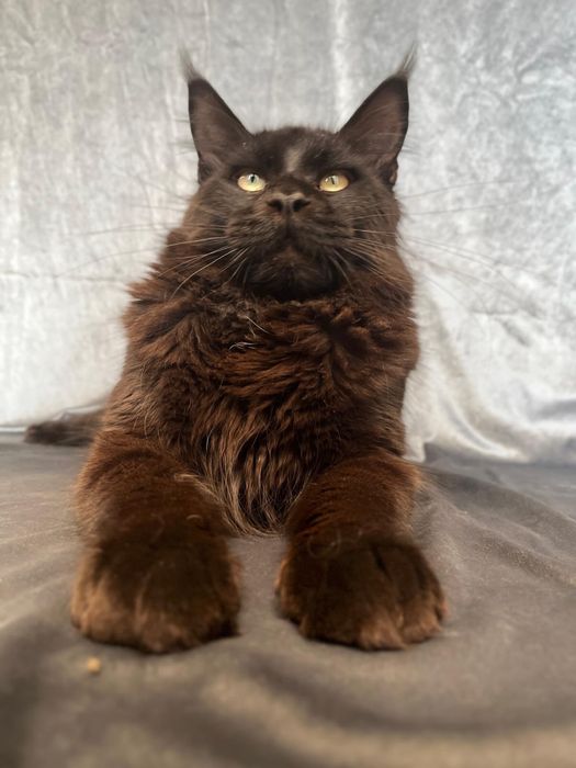 Kotka Maine coon