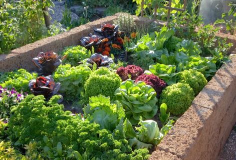 Naturalny obornik koński pod trawę dla roślin,warzyw i drzew owocowych