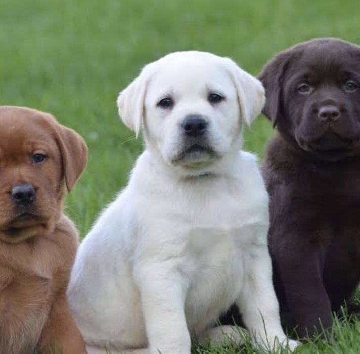 Лабрадор Ретривер