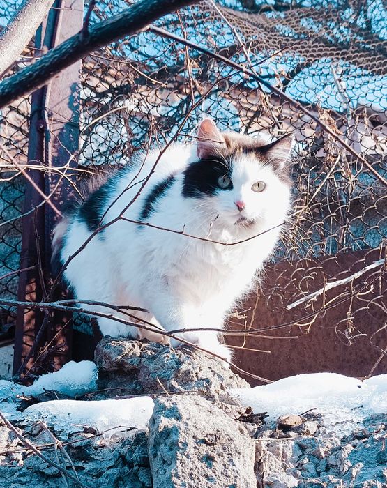 Чудові кошенята для щастя