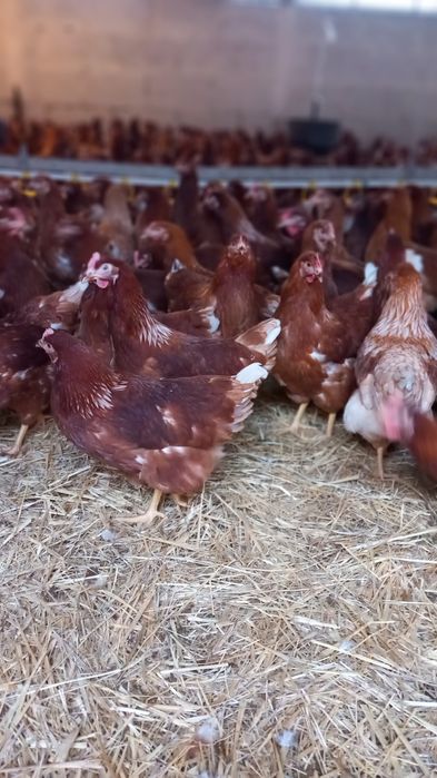 Kury Nioski 23 tygodnie rasy Lohmann Brown. Wysylka!