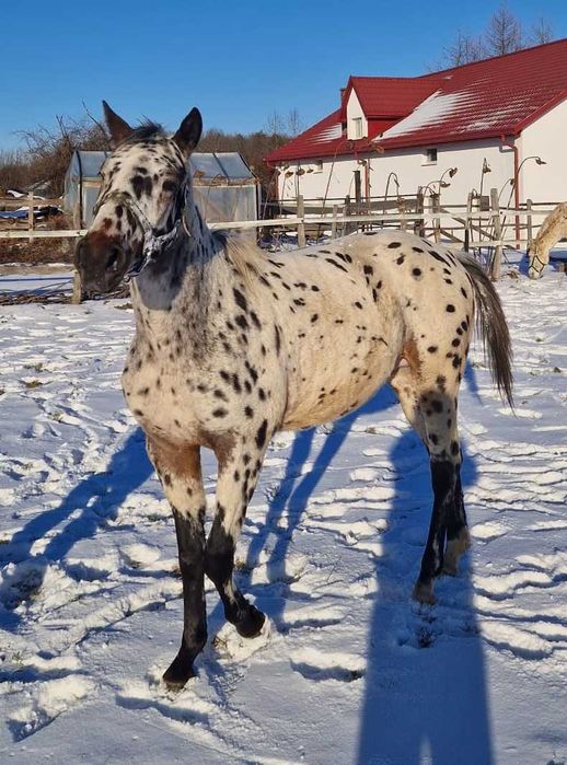 Ogier tarant 2 lata typ szlachetny