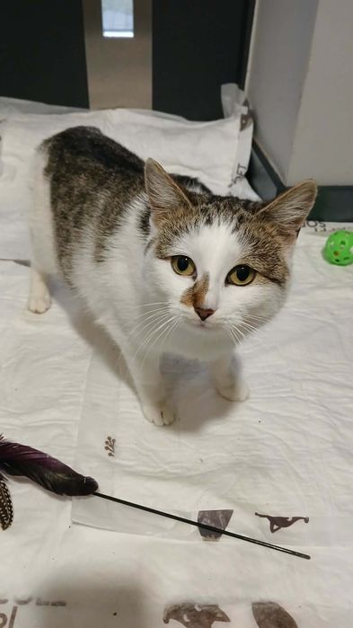 Młoda koteczka szuka domu