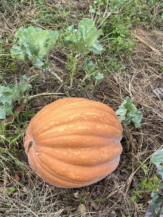 Abóboras Caseiras 0,65€ / Kilo