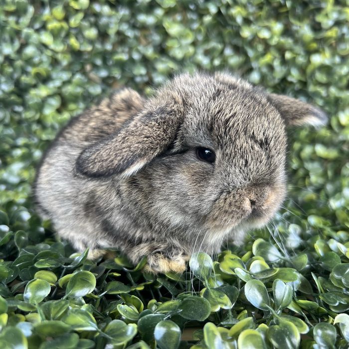 Mini lop/samce/metryka/chip