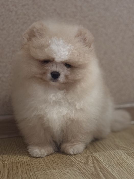 шикарний Хлопчик шоу класу