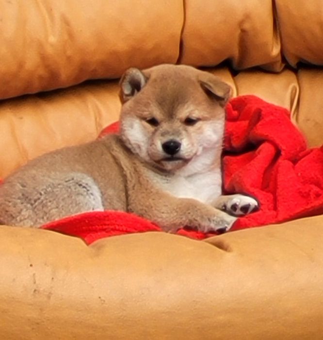 Shiba inu wzorcowe