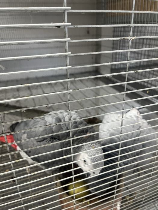 Casal cimzentos adultos