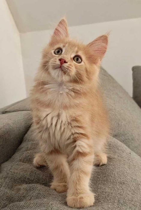 Maine coon koteczka Triana