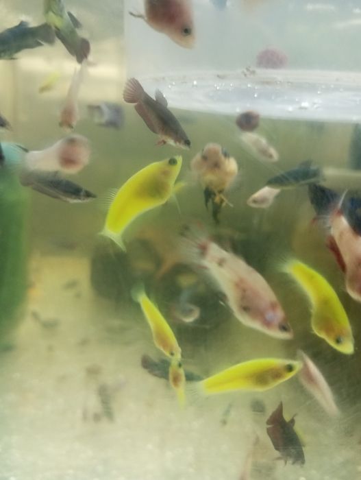 Півники плакатні