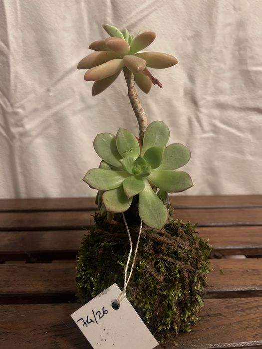 Kokadamas plantas naturais