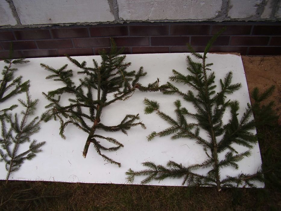Gałęzie świerkowe,Stroisz świerkowy
