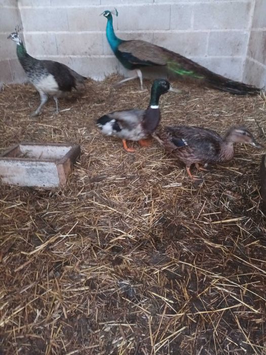 Patos  mansos casal