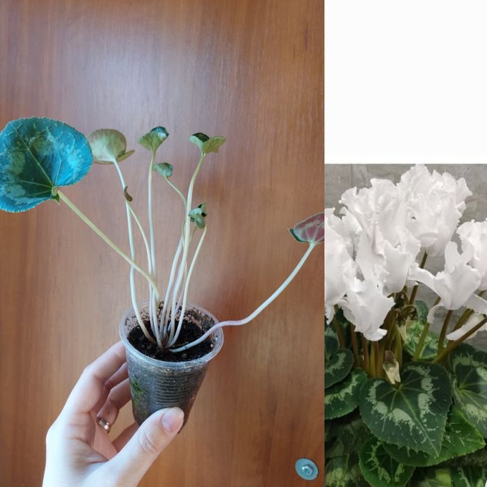 Цикламен кімнатний