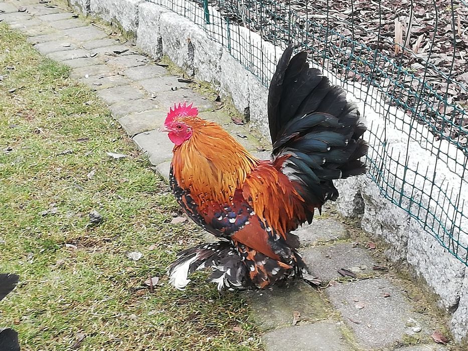 Kury ozdobne karzełek łapciaty