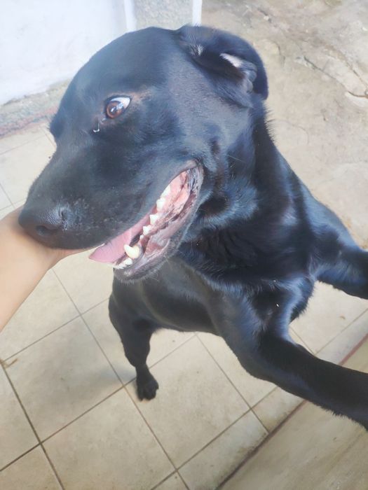 Вязка, лабрадор ретривер