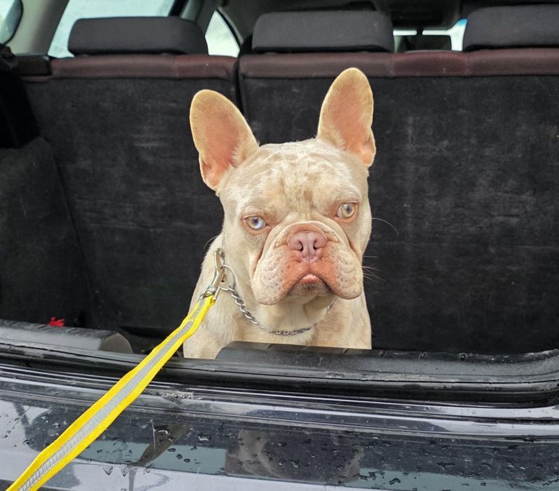 Buldogue Francês Macho Isabella tan