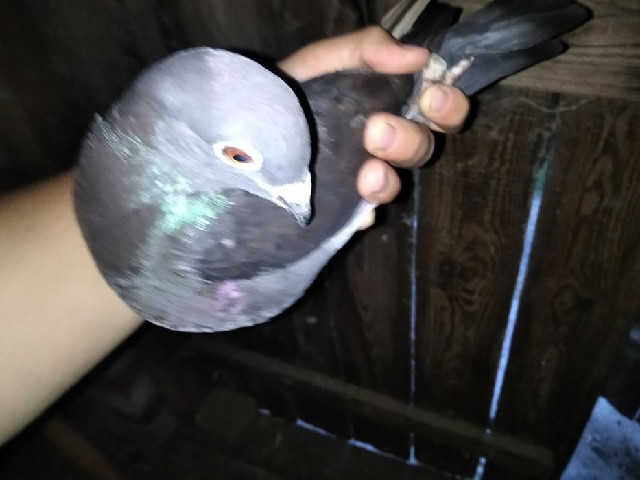 Likwidacja hodowli gołębi pocztowych