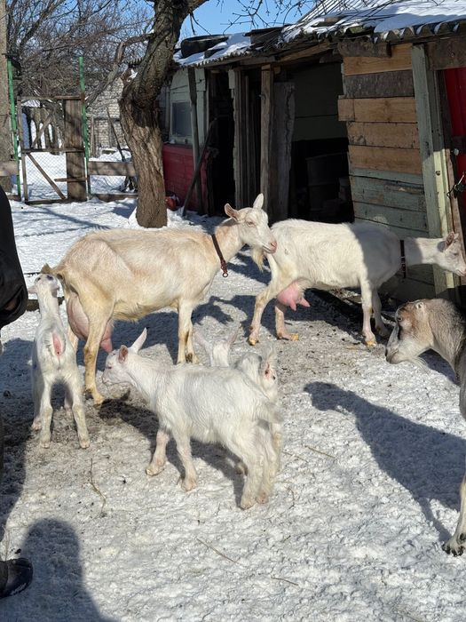 Зааненські козлики