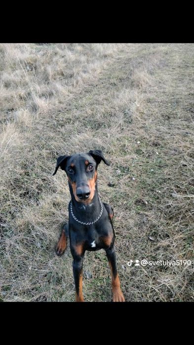 Отдам в хорошие руки