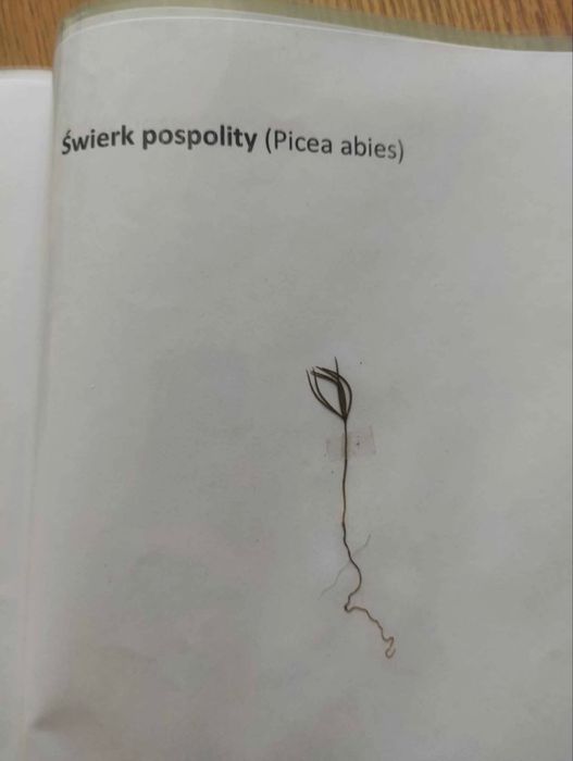 Zbiór siewek  drzew leśnych