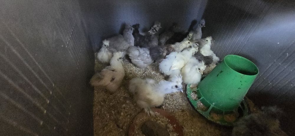 Perus e Sedosas do Japão