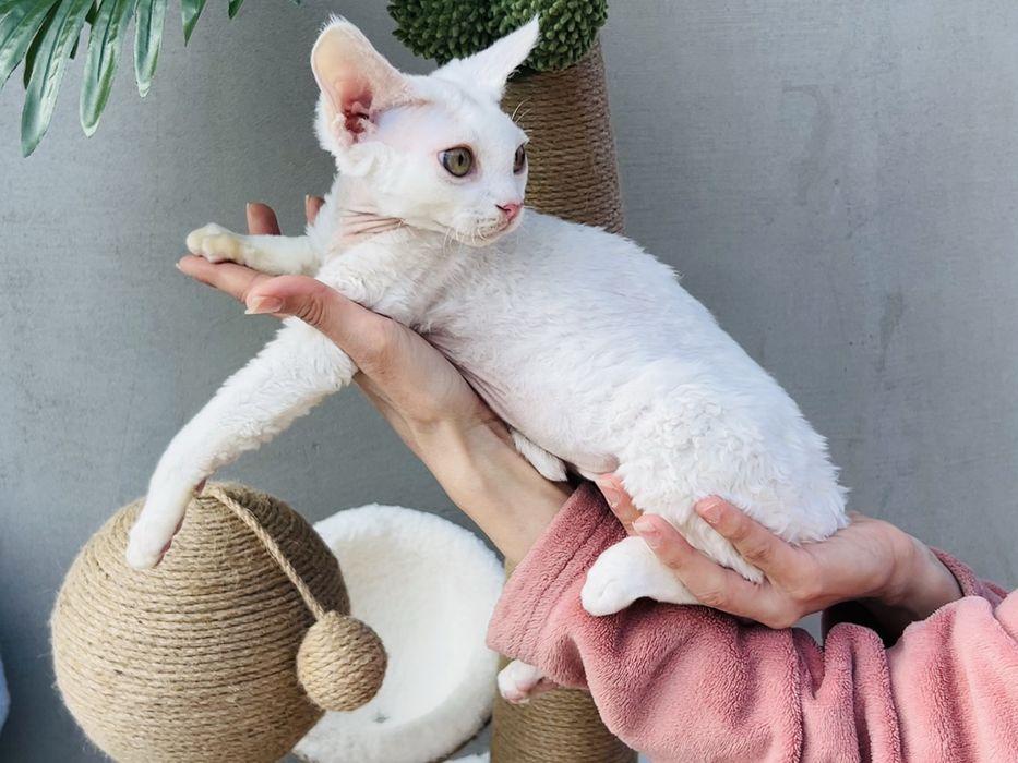 Fantastyczny śnieżny ofutrzony kocurek DRX