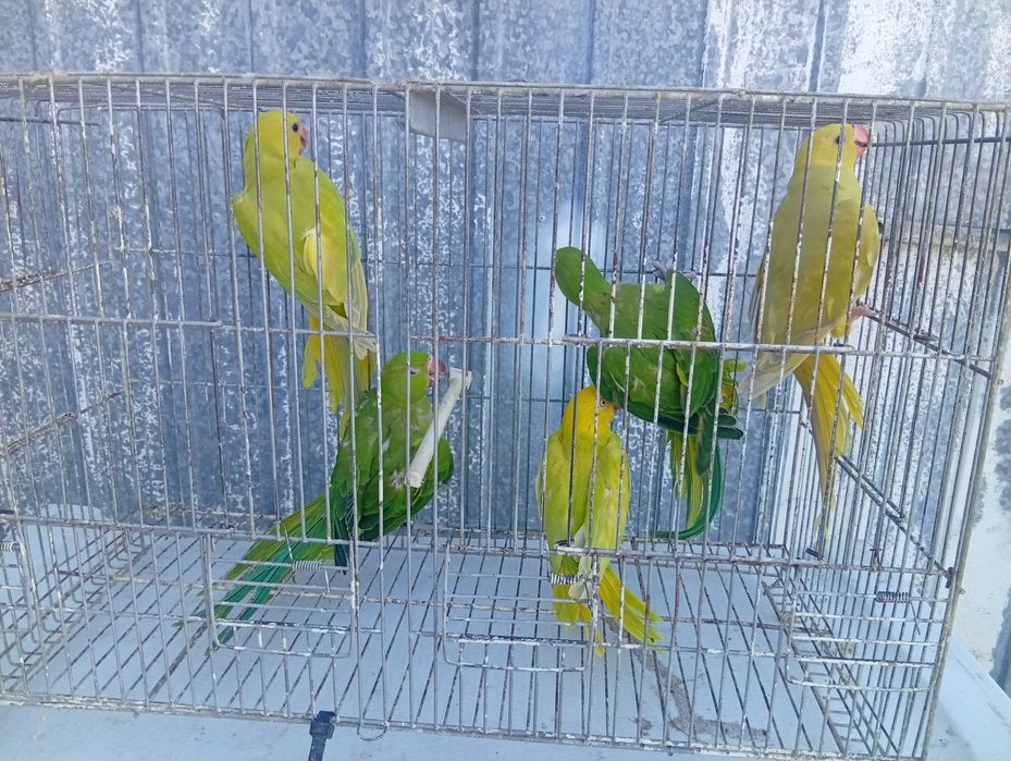 Ring  necks casal de red rumped laranja caturras casal de rolas de colar e fêmea de periquito inglês