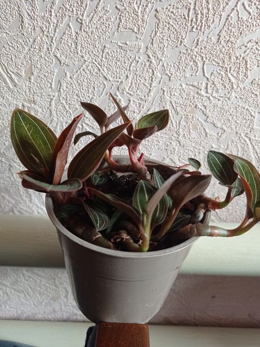 Орхидея Лудизия.