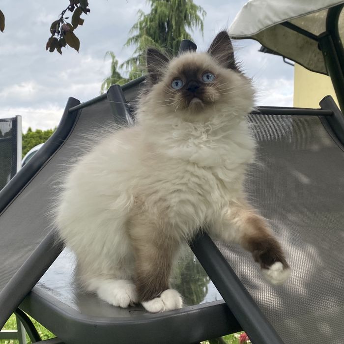 Kotka ragdoll gotowa do opuszczenia hodowli