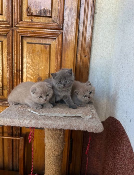 Шотландські  висловухі і прямовухі  кошенята