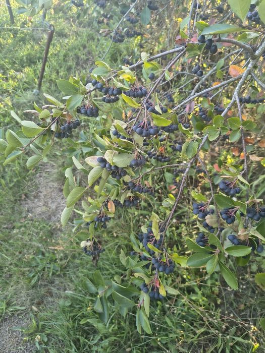 Aronia ekologiczna
