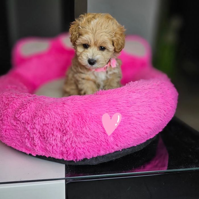 Гипоаллергенные мини малыши Мальтипу ф1 maltipoo щенята Мальтипу ф2