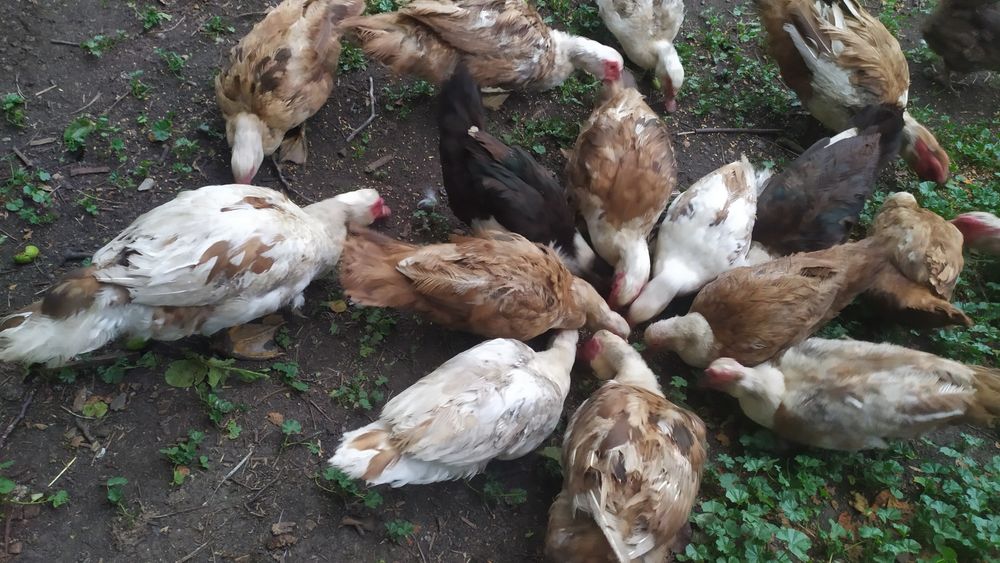 Домашние индоутки 2024