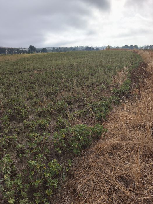 Vendo terreno de 2,5 hectares com regadio