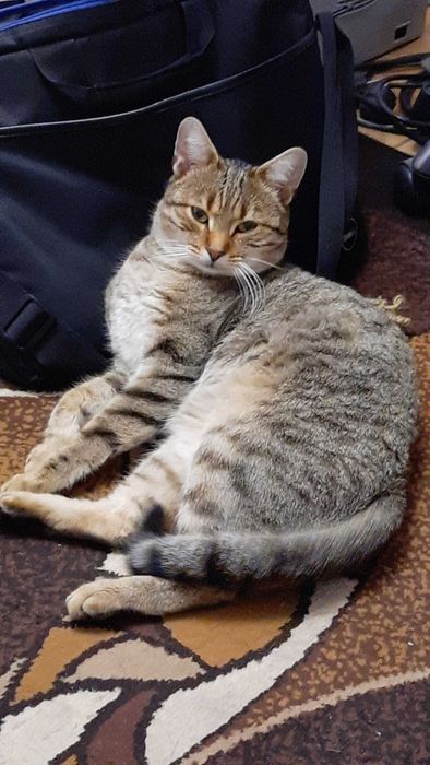 Zaginął kot / prośba o pomoc