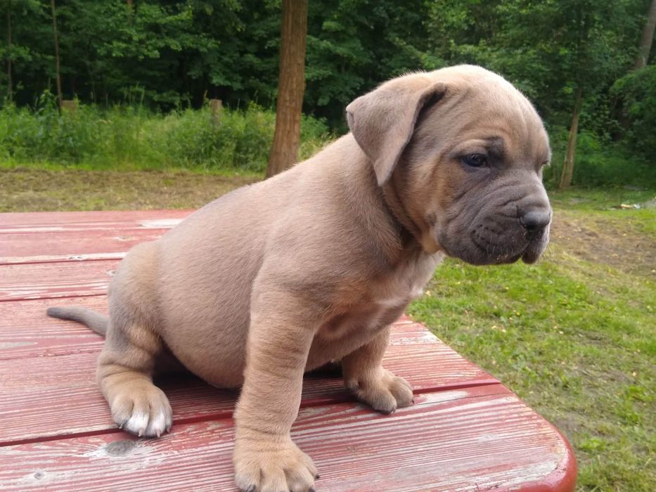 Cane Corso mocny szczeniak formentino