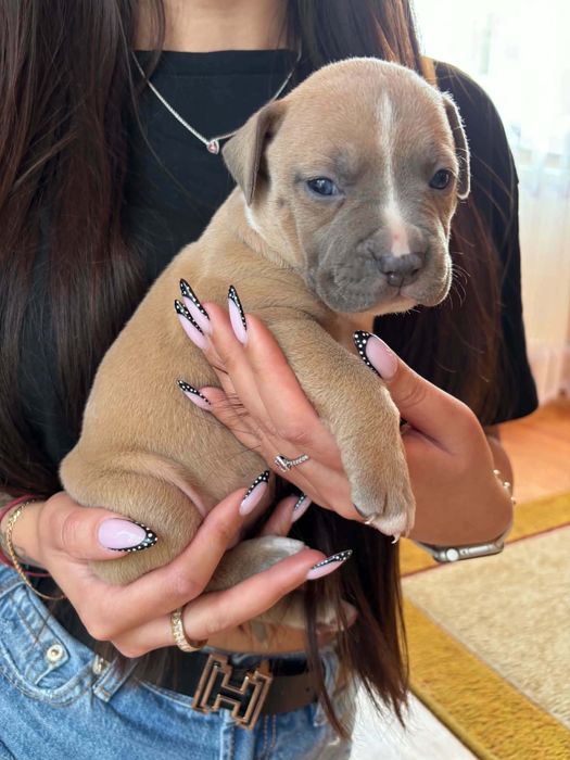 Amerykański Staffordshire terrier cudne