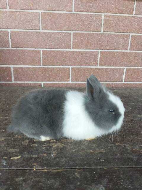 króliki miniaturki niebieskie (kolor kota brytyjskiego) oraz karzełki