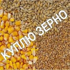 Пшеница ячмень кукуруза тд.