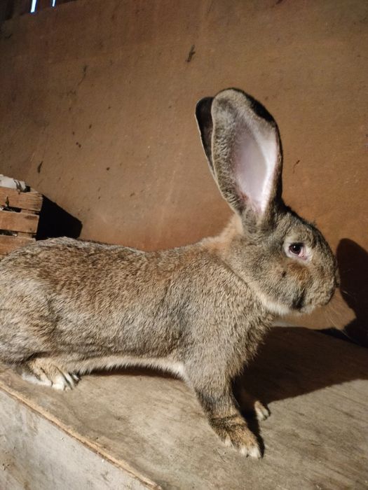 Olbrzym belgijski szary samiec