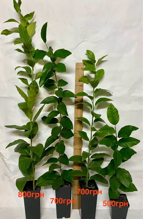 Цитруси , лимон, лайм, клементин, кумкват,  апельсин.