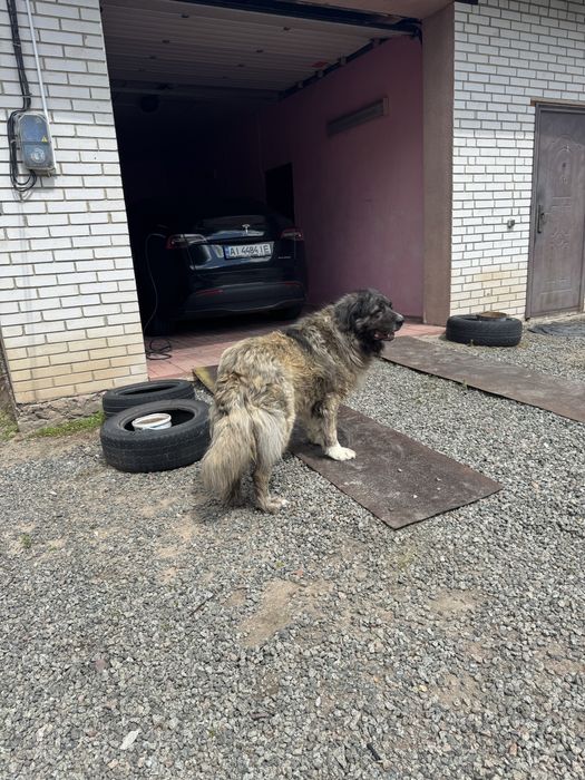 Вязка Кавказец!!!