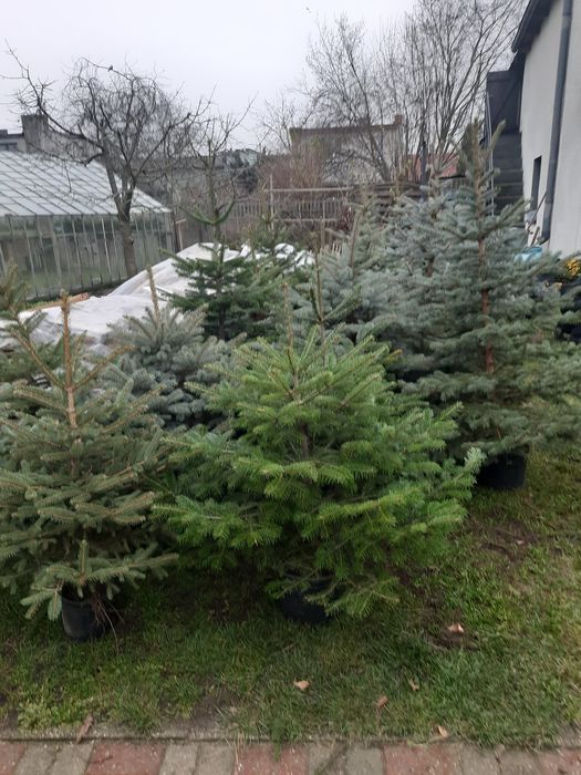 Choinki  żywe srebrne, jodły  kaukazkie,jemioła