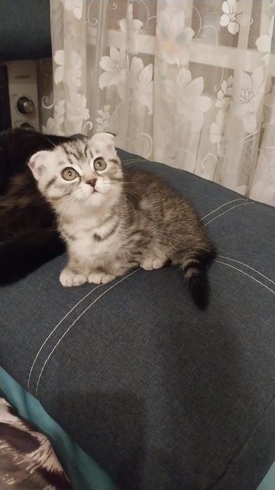 Продаються шотландські кошенята