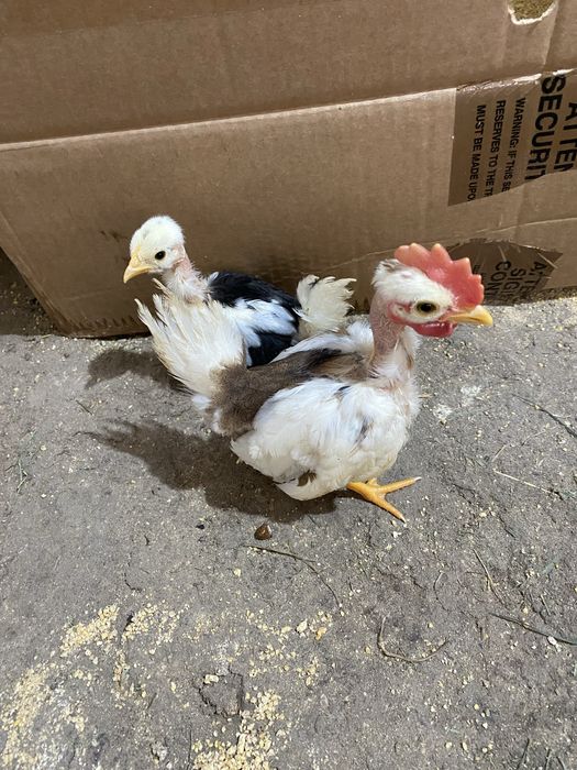 Nini garnizés jovens de varias cores