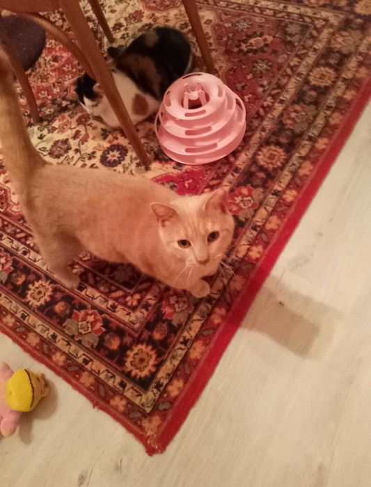 Santiago biszkoptowy kocurek o bursztynowych oczach PILNIE dom