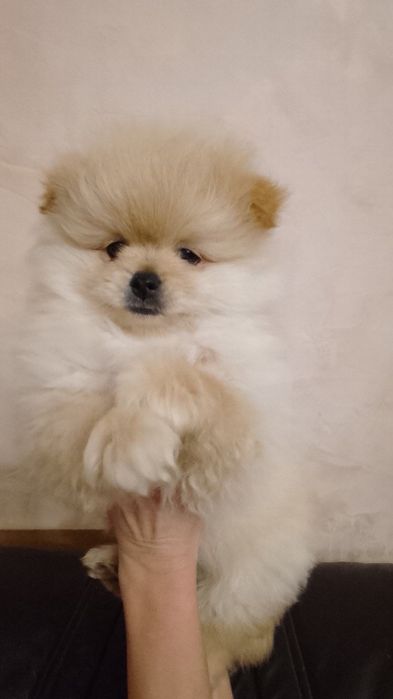 Чистокровні шпіценята