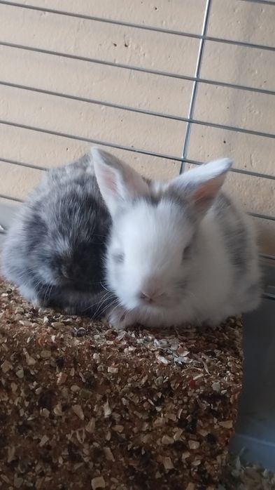 Króliczek miniaturka
