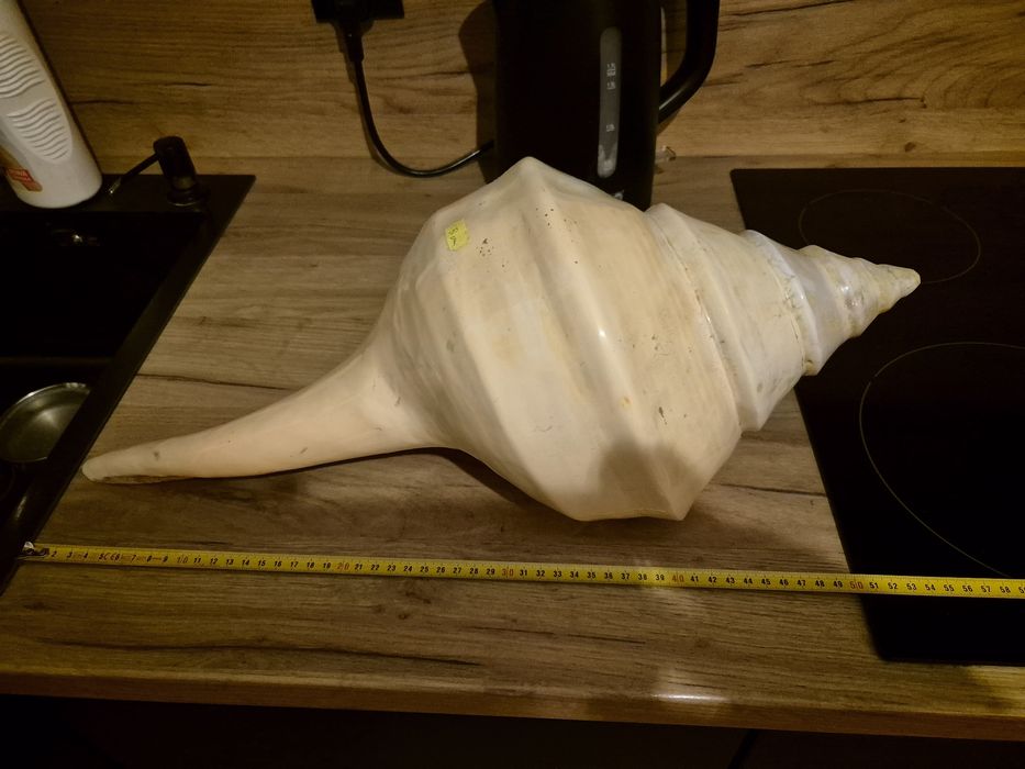 Gigantyczna Muszla Syrinks Auranus 54-55cm .